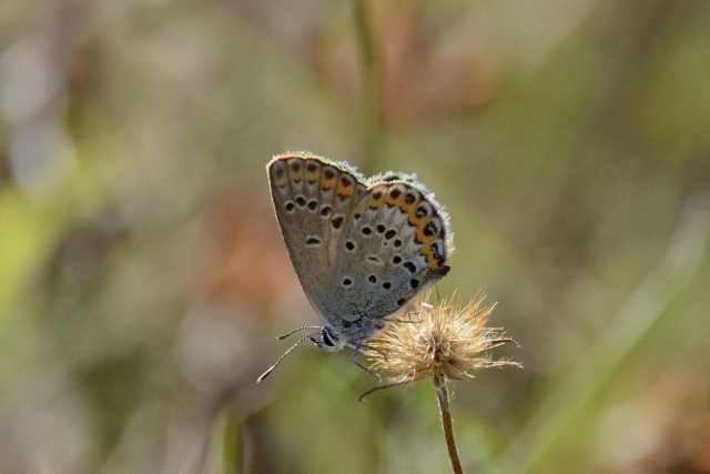 Plebejus da identificare